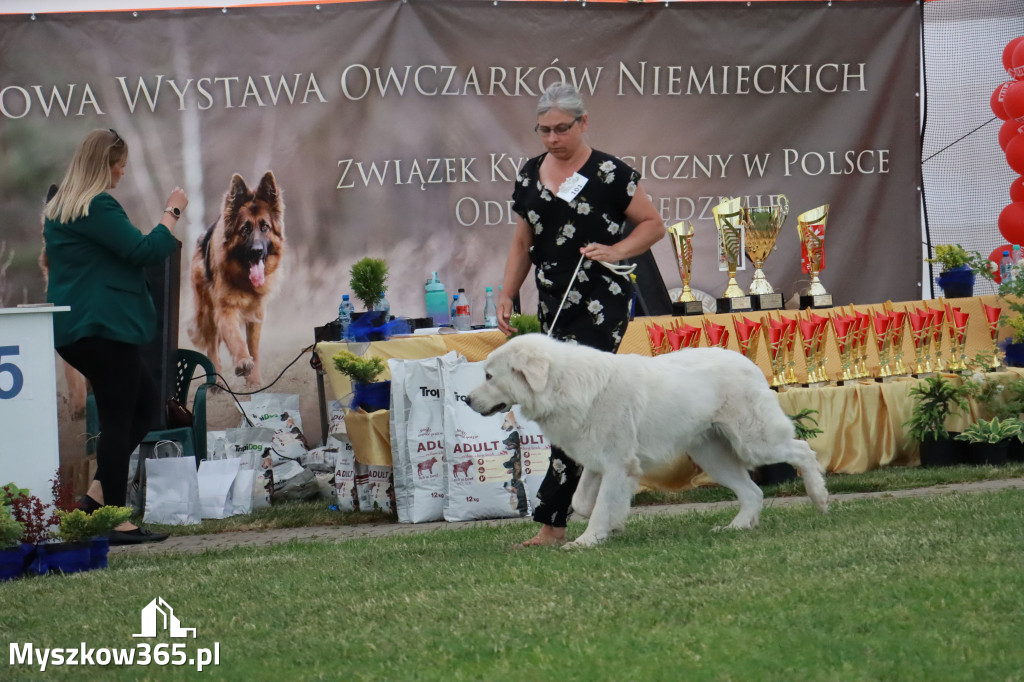 Fotorelacja - Wystawa Psów Rasowych GNIAZDÓW 2024r. NIEDZIELA II