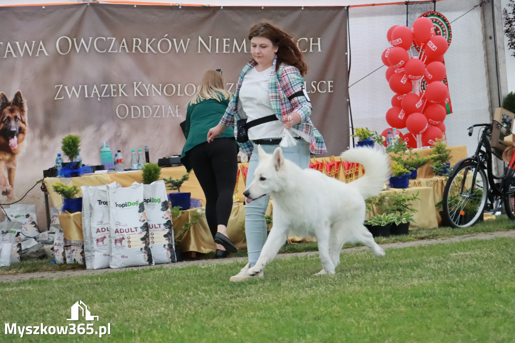 Fotorelacja - Wystawa Psów Rasowych GNIAZDÓW 2024r. NIEDZIELA II
