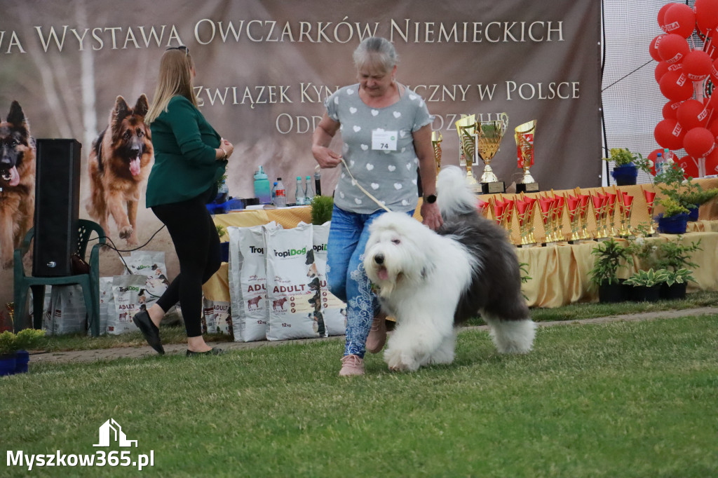Fotorelacja - Wystawa Psów Rasowych GNIAZDÓW 2024r. NIEDZIELA II