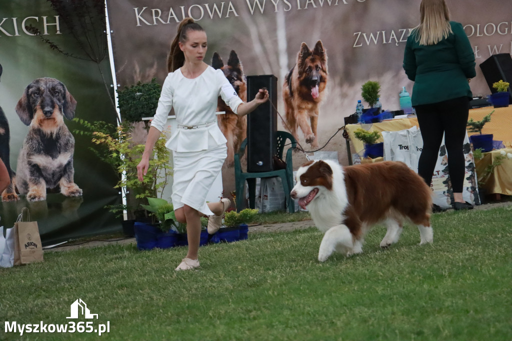 Fotorelacja - Wystawa Psów Rasowych GNIAZDÓW 2024r. NIEDZIELA II