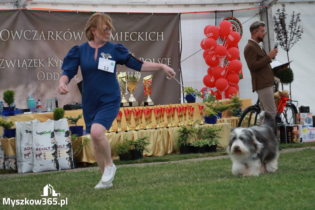 Fotorelacja - Wystawa Psów Rasowych GNIAZDÓW 2024r. NIEDZIELA II