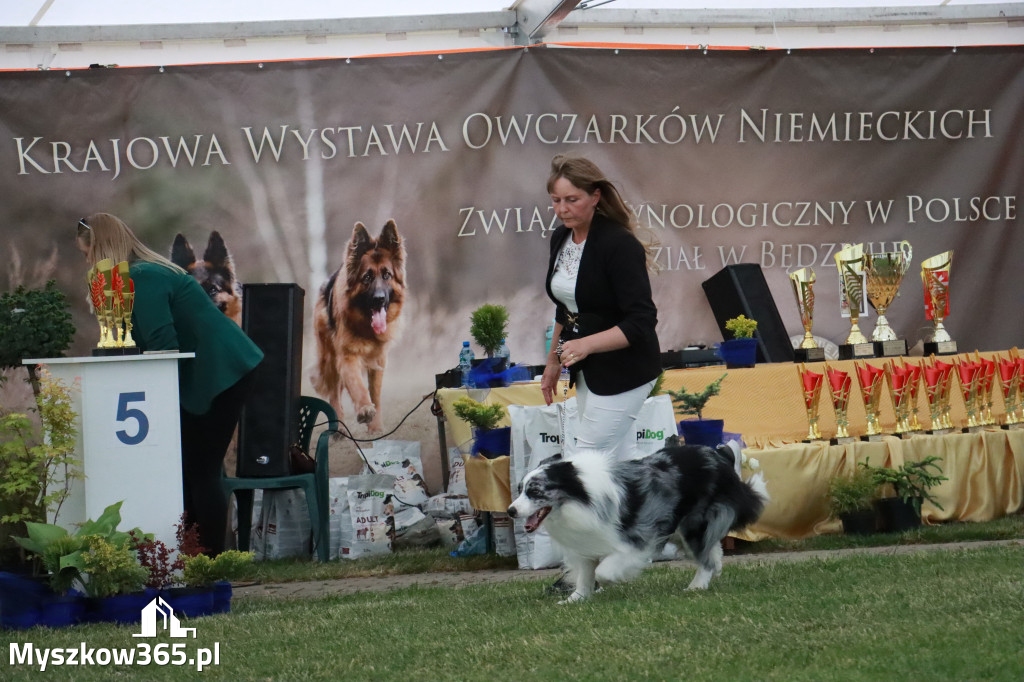 Fotorelacja - Wystawa Psów Rasowych GNIAZDÓW 2024r. NIEDZIELA II