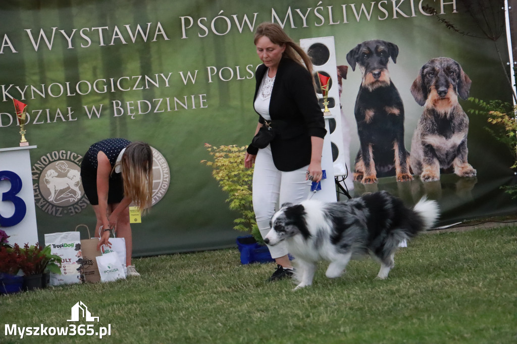 Fotorelacja - Wystawa Psów Rasowych GNIAZDÓW 2024r. NIEDZIELA II