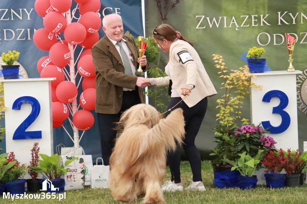 Fotorelacja - Wystawa Psów Rasowych GNIAZDÓW 2024r. NIEDZIELA III