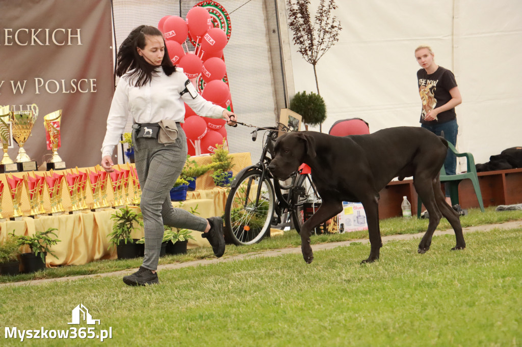 Fotorelacja - Wystawa Psów Rasowych GNIAZDÓW 2024r. NIEDZIELA III