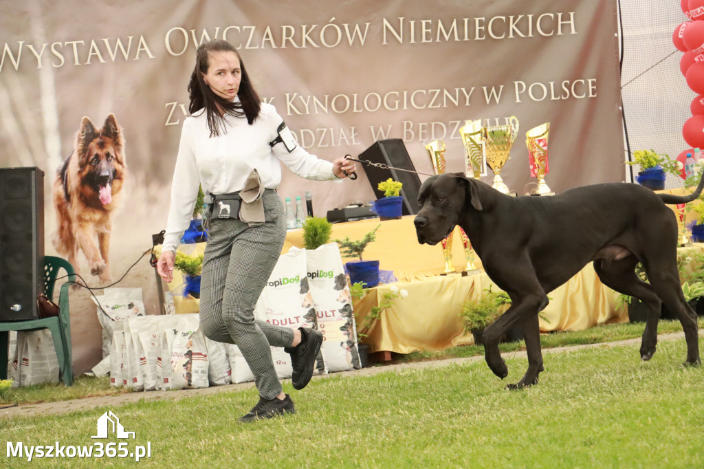 Fotorelacja - Wystawa Psów Rasowych GNIAZDÓW 2024r. NIEDZIELA III