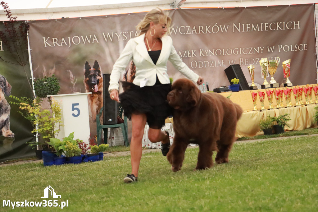 Fotorelacja - Wystawa Psów Rasowych GNIAZDÓW 2024r. NIEDZIELA III