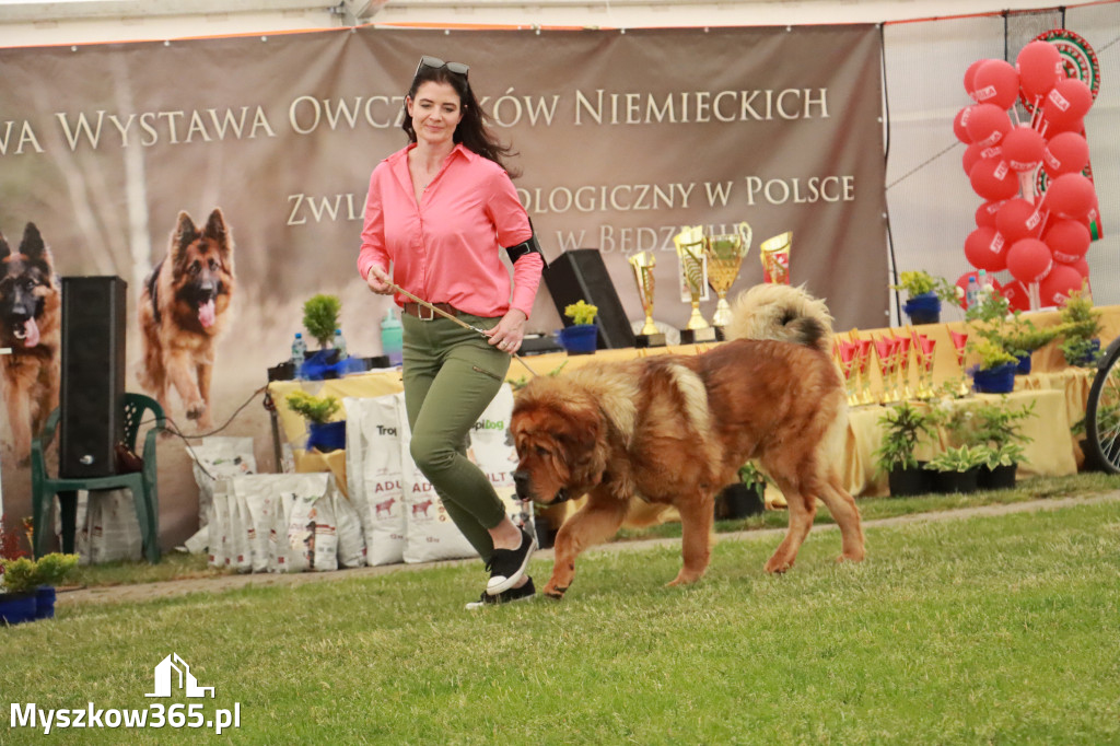 Fotorelacja - Wystawa Psów Rasowych GNIAZDÓW 2024r. NIEDZIELA III