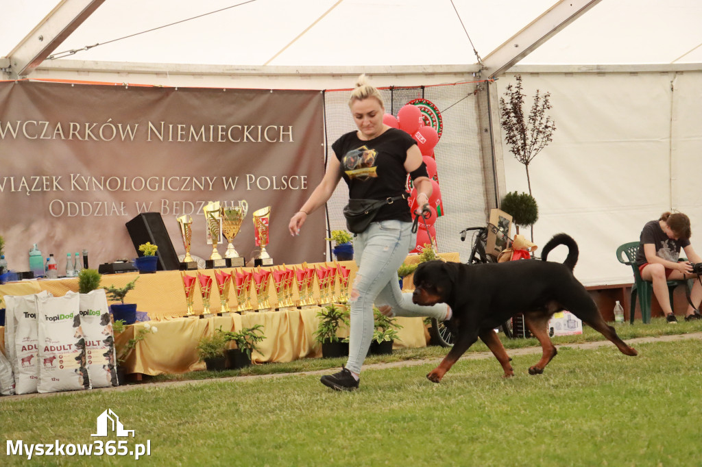 Fotorelacja - Wystawa Psów Rasowych GNIAZDÓW 2024r. NIEDZIELA III