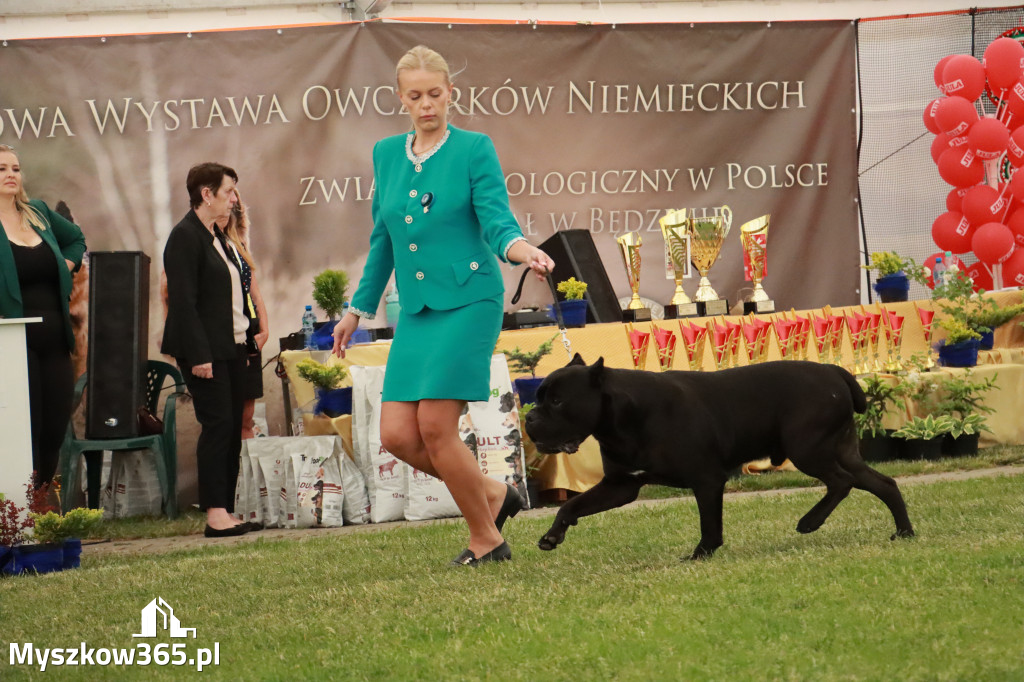 Fotorelacja - Wystawa Psów Rasowych GNIAZDÓW 2024r. NIEDZIELA III