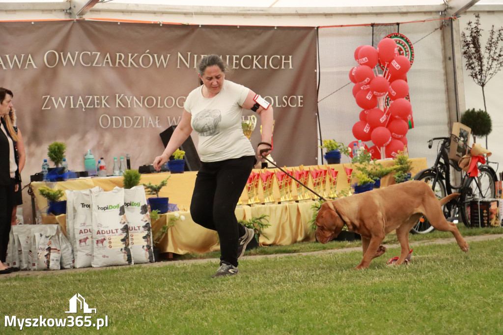 Fotorelacja - Wystawa Psów Rasowych GNIAZDÓW 2024r. NIEDZIELA III