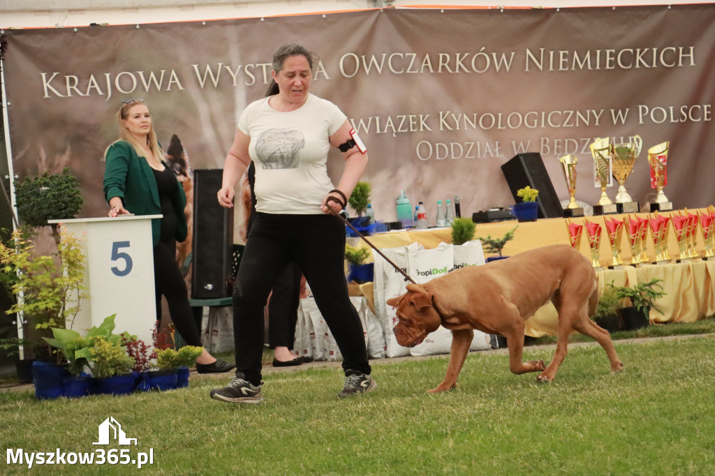 Fotorelacja - Wystawa Psów Rasowych GNIAZDÓW 2024r. NIEDZIELA III