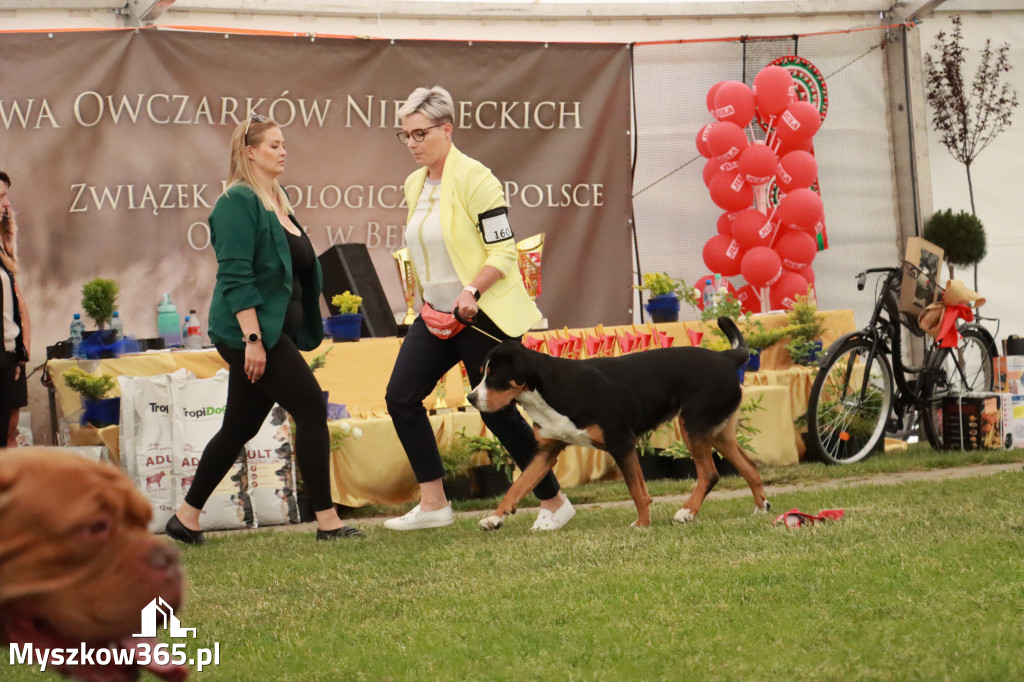 Fotorelacja - Wystawa Psów Rasowych GNIAZDÓW 2024r. NIEDZIELA III