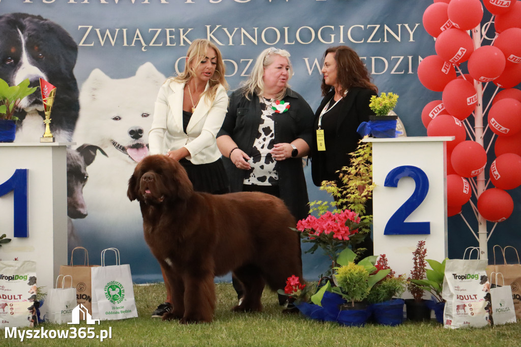 Fotorelacja - Wystawa Psów Rasowych GNIAZDÓW 2024r. NIEDZIELA III