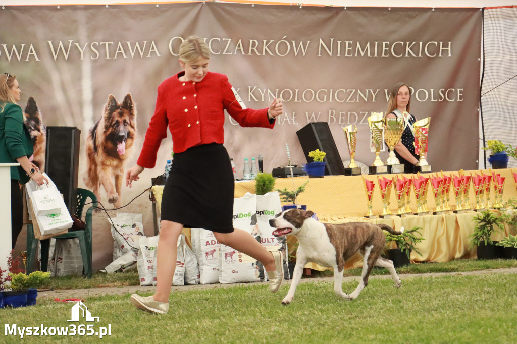 Fotorelacja - Wystawa Psów Rasowych GNIAZDÓW 2024r. NIEDZIELA III