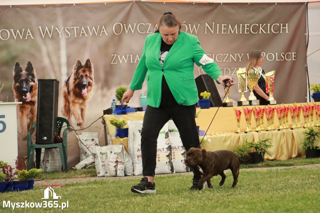 Fotorelacja - Wystawa Psów Rasowych GNIAZDÓW 2024r. NIEDZIELA III