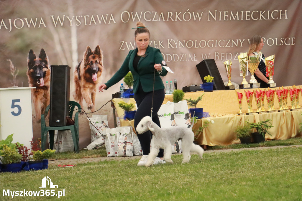 Fotorelacja - Wystawa Psów Rasowych GNIAZDÓW 2024r. NIEDZIELA III