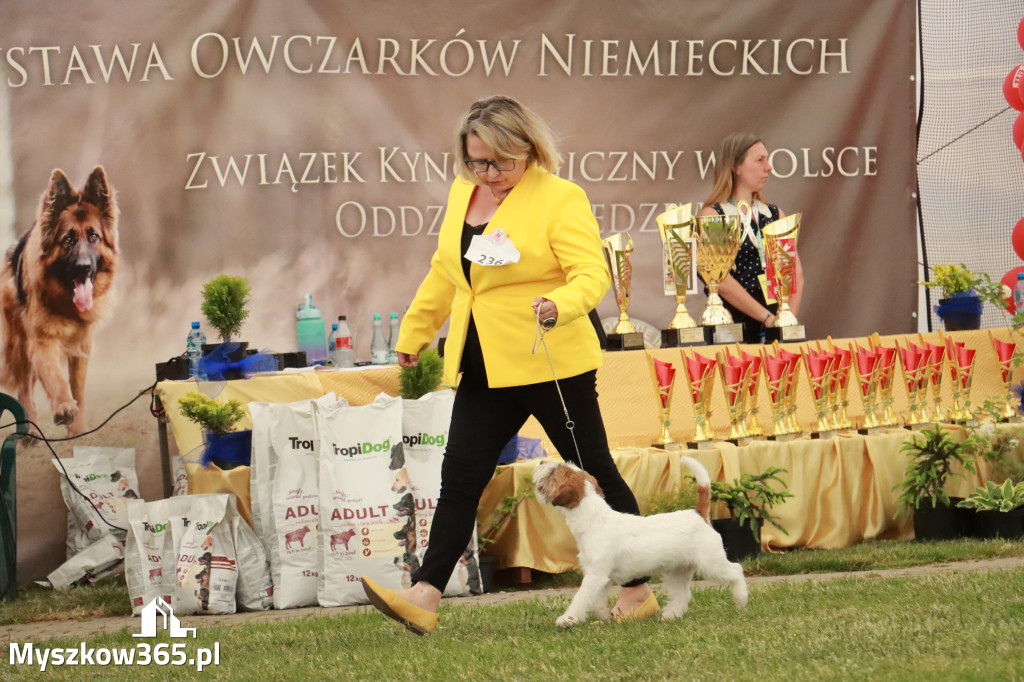 Fotorelacja - Wystawa Psów Rasowych GNIAZDÓW 2024r. NIEDZIELA III