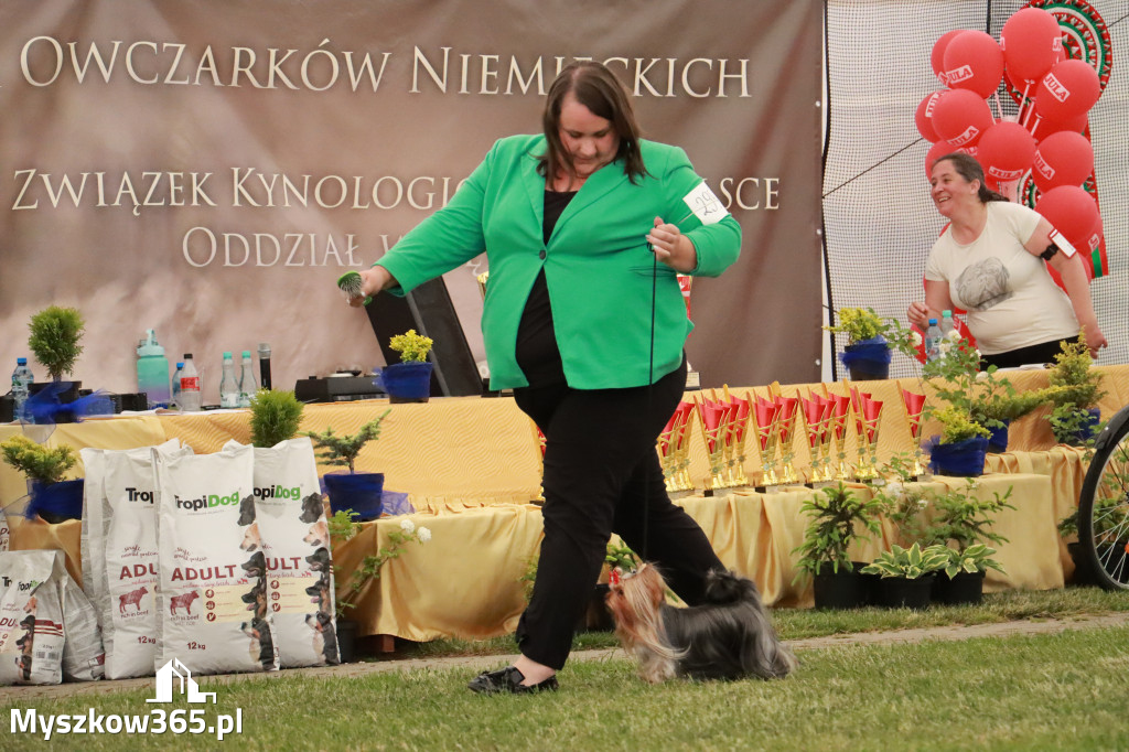 Fotorelacja - Wystawa Psów Rasowych GNIAZDÓW 2024r. NIEDZIELA III