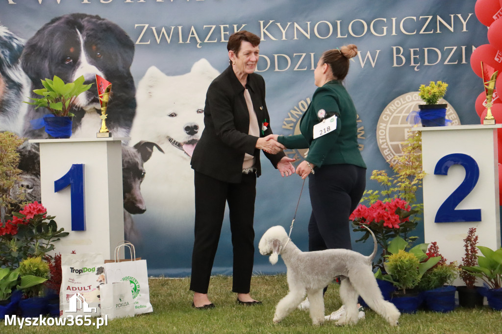 Fotorelacja - Wystawa Psów Rasowych GNIAZDÓW 2024r. NIEDZIELA III