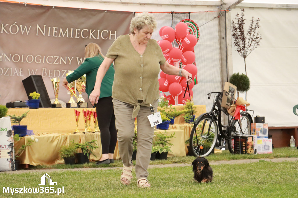 Fotorelacja - Wystawa Psów Rasowych GNIAZDÓW 2024r. NIEDZIELA III