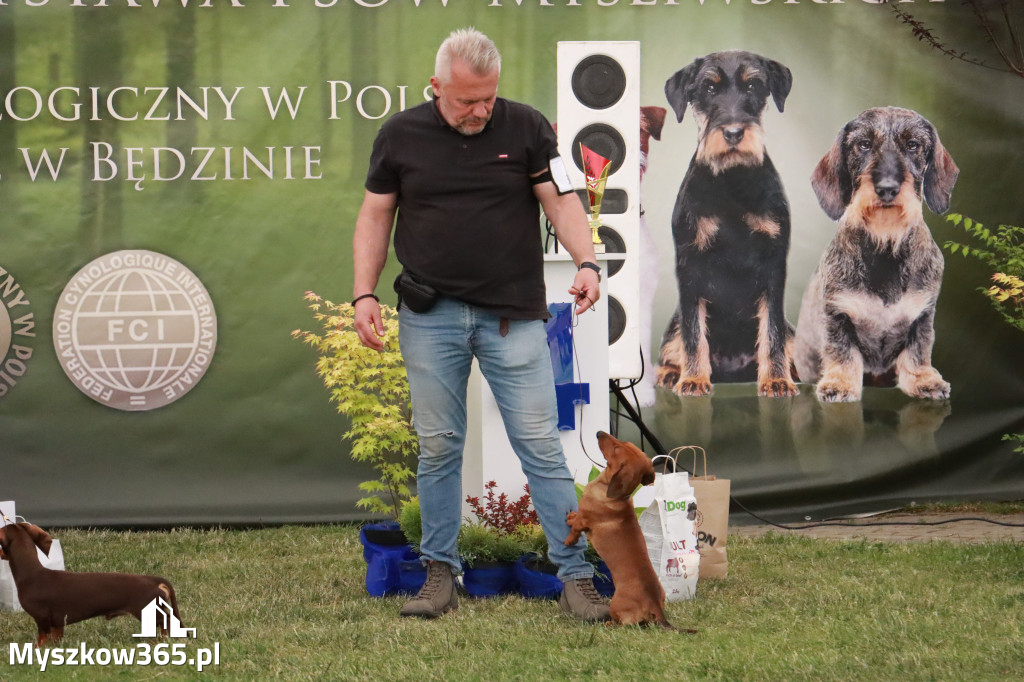 Fotorelacja - Wystawa Psów Rasowych GNIAZDÓW 2024r. NIEDZIELA III