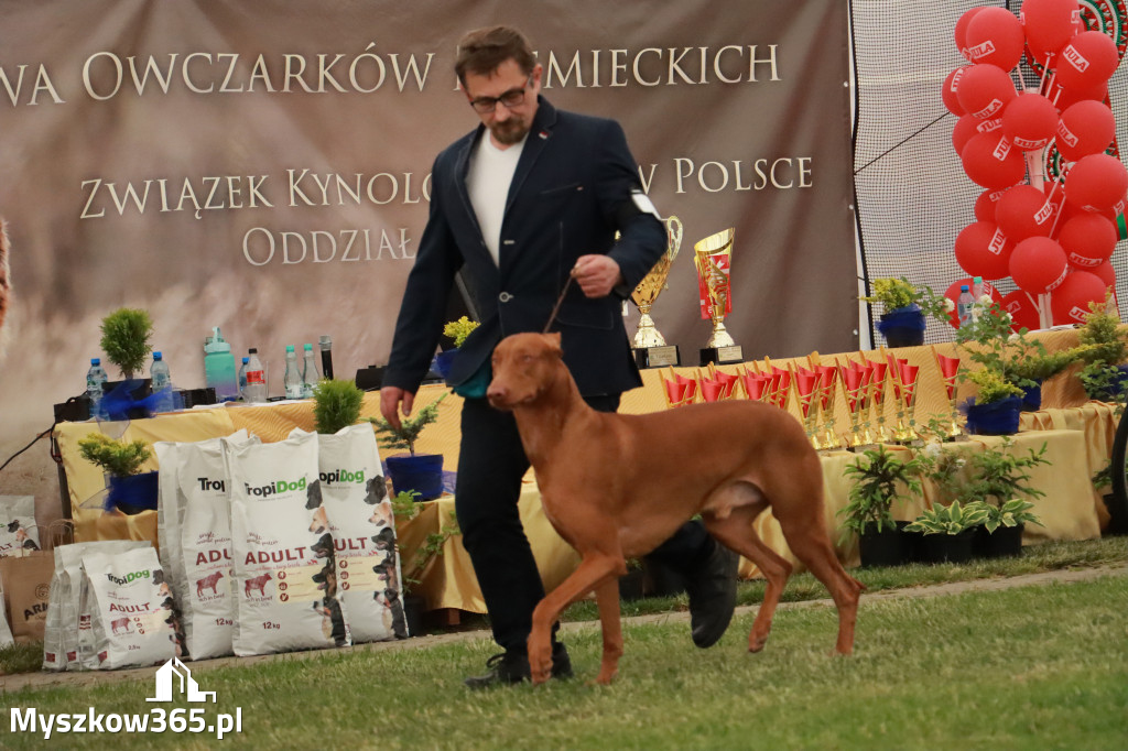 Fotorelacja - Wystawa Psów Rasowych GNIAZDÓW 2024r. NIEDZIELA III