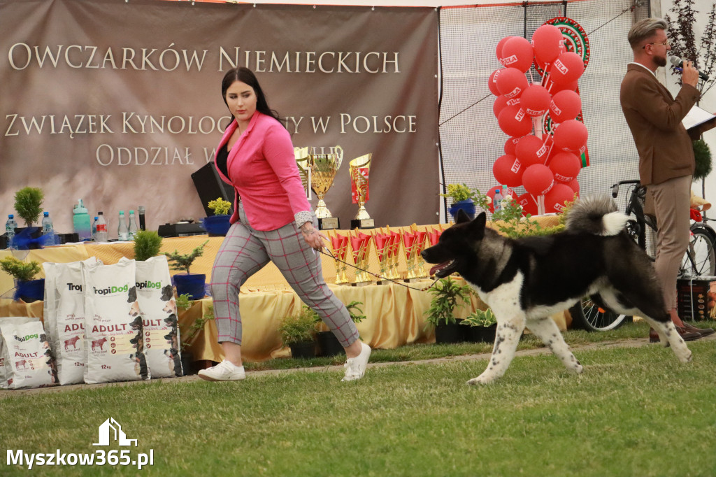 Fotorelacja - Wystawa Psów Rasowych GNIAZDÓW 2024r. NIEDZIELA III