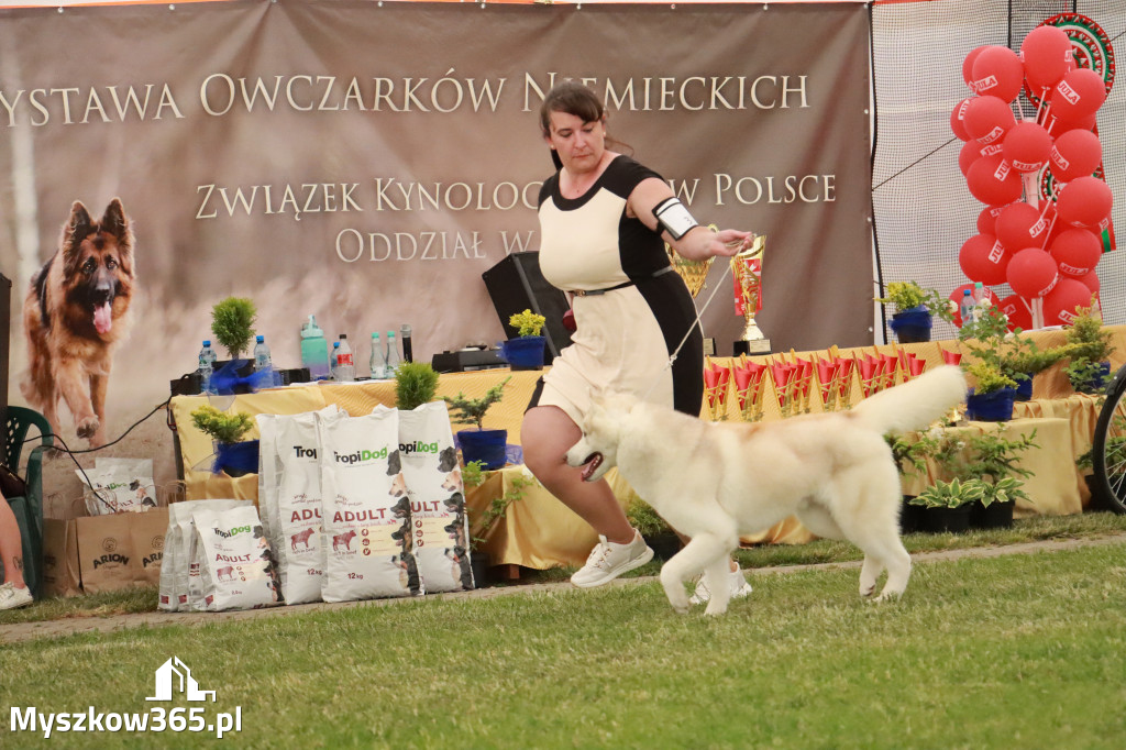 Fotorelacja - Wystawa Psów Rasowych GNIAZDÓW 2024r. NIEDZIELA III