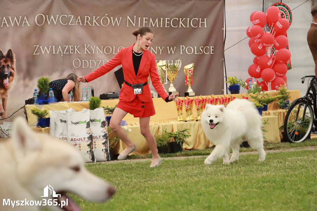 Fotorelacja - Wystawa Psów Rasowych GNIAZDÓW 2024r. NIEDZIELA III