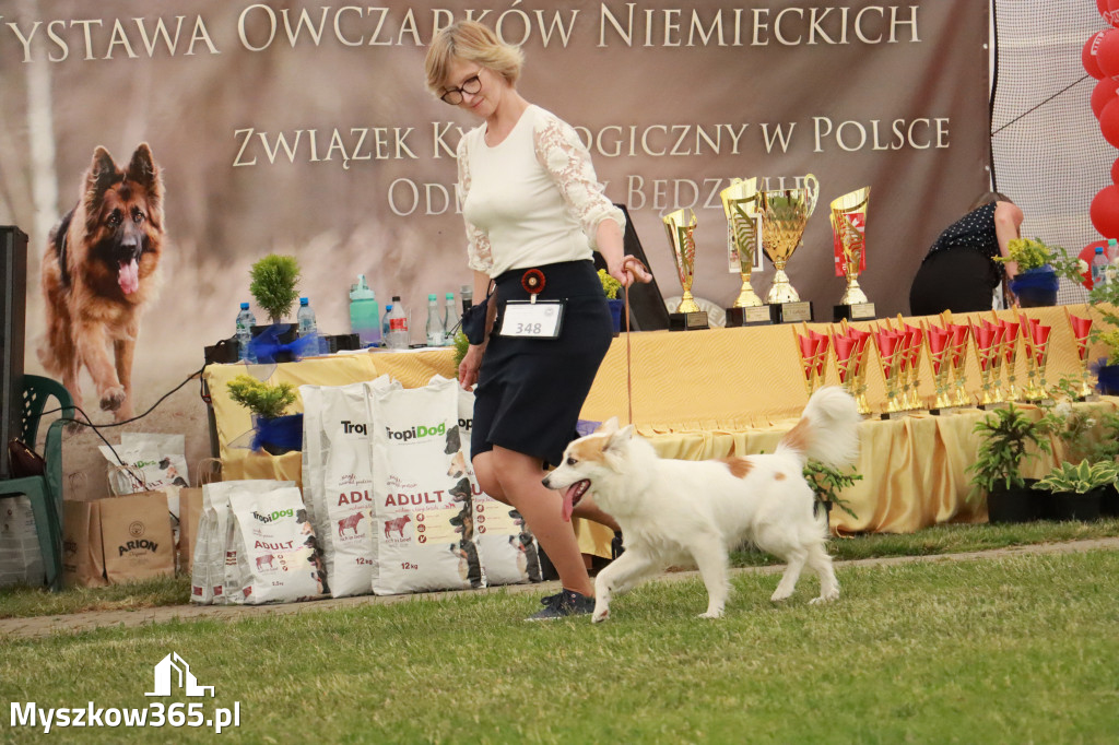 Fotorelacja - Wystawa Psów Rasowych GNIAZDÓW 2024r. NIEDZIELA III