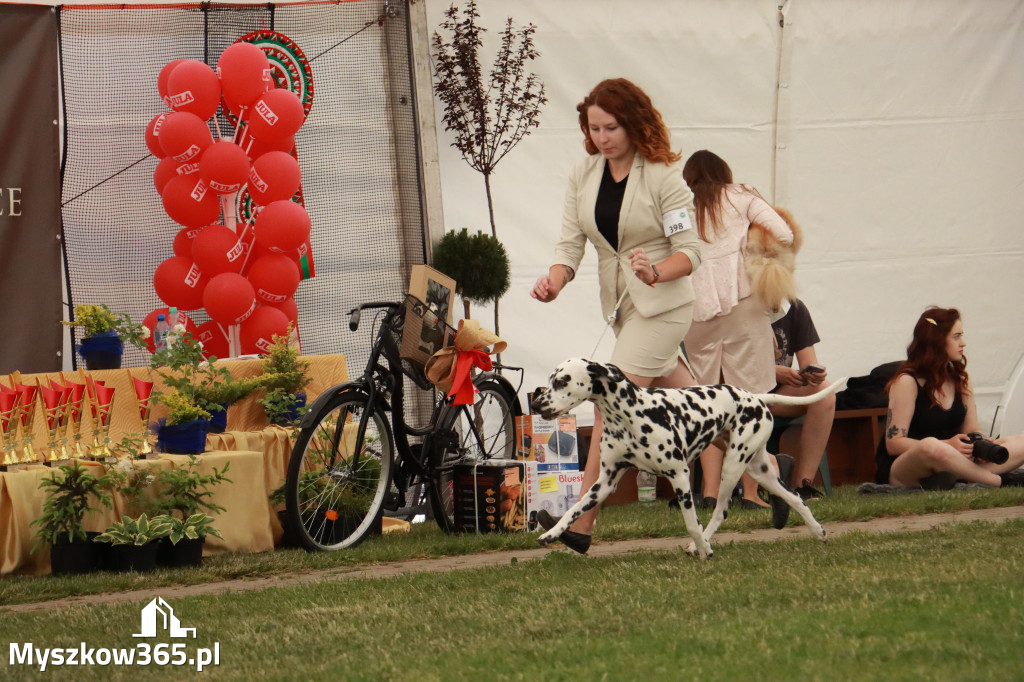 Fotorelacja - Wystawa Psów Rasowych GNIAZDÓW 2024r. NIEDZIELA III