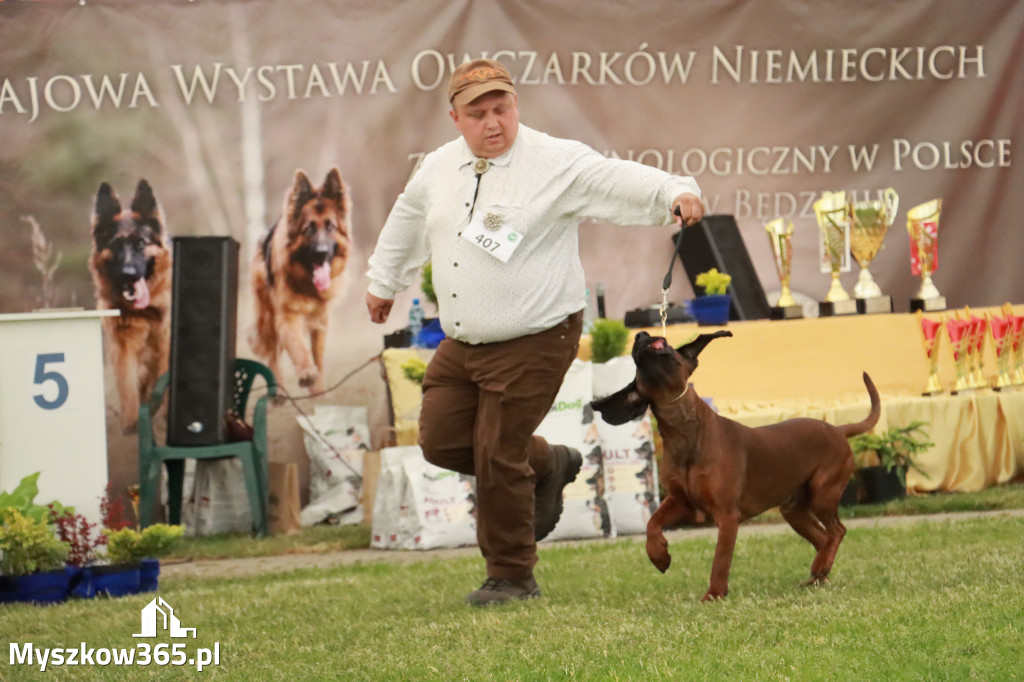 Fotorelacja - Wystawa Psów Rasowych GNIAZDÓW 2024r. NIEDZIELA III