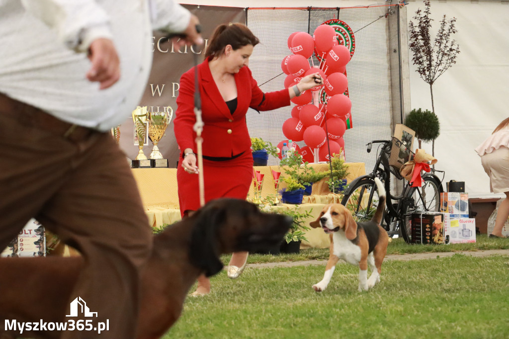 Fotorelacja - Wystawa Psów Rasowych GNIAZDÓW 2024r. NIEDZIELA III