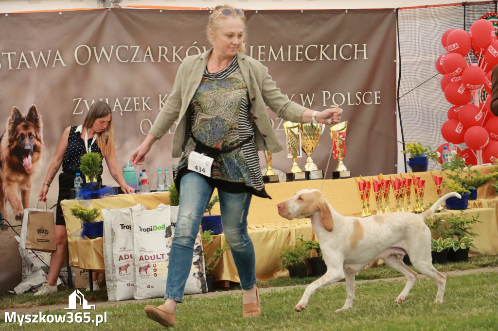 Fotorelacja - Wystawa Psów Rasowych GNIAZDÓW 2024r. NIEDZIELA III