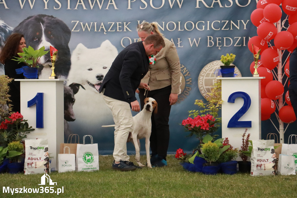 Fotorelacja - Wystawa Psów Rasowych GNIAZDÓW 2024r. NIEDZIELA III