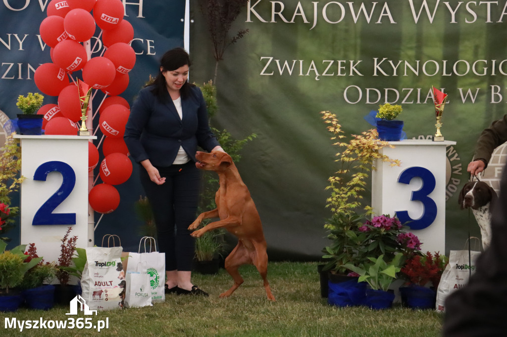 Fotorelacja - Wystawa Psów Rasowych GNIAZDÓW 2024r. NIEDZIELA III