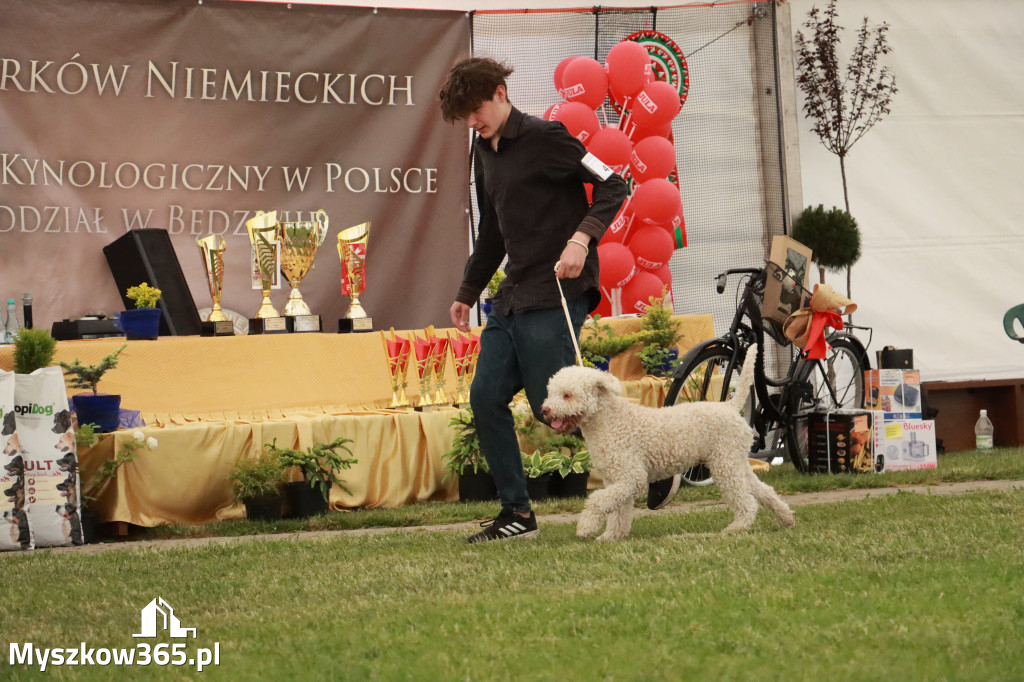 Fotorelacja - Wystawa Psów Rasowych GNIAZDÓW 2024r. NIEDZIELA III