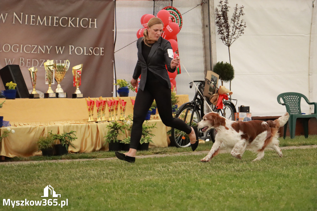 Fotorelacja - Wystawa Psów Rasowych GNIAZDÓW 2024r. NIEDZIELA III