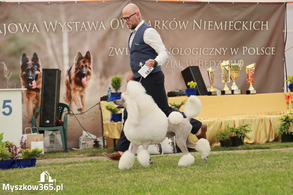 Fotorelacja - Wystawa Psów Rasowych GNIAZDÓW 2024r. NIEDZIELA III