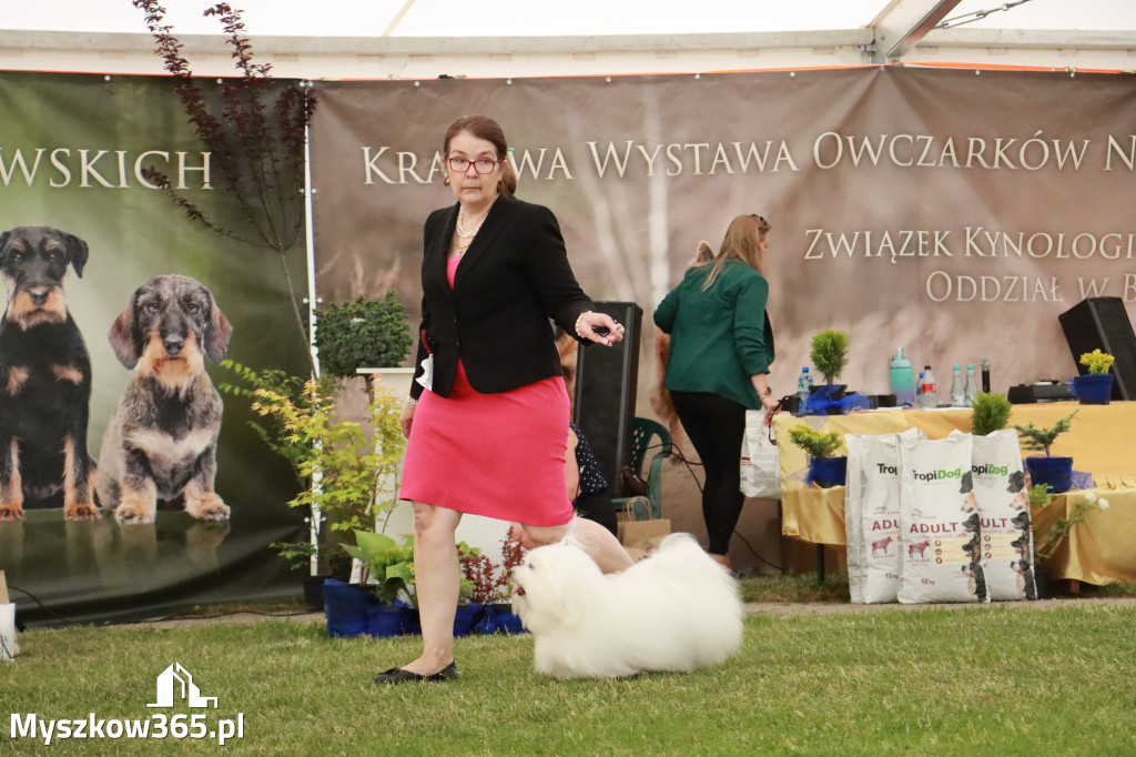 Fotorelacja - Wystawa Psów Rasowych GNIAZDÓW 2024r. NIEDZIELA III