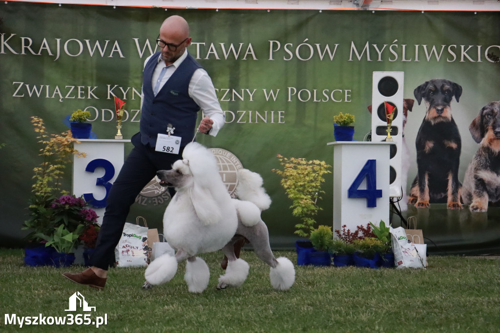 Fotorelacja - Wystawa Psów Rasowych GNIAZDÓW 2024r. NIEDZIELA III