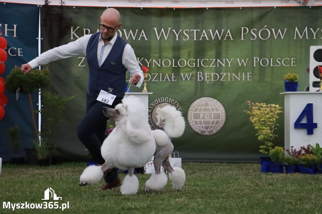 Fotorelacja - Wystawa Psów Rasowych GNIAZDÓW 2024r. NIEDZIELA III