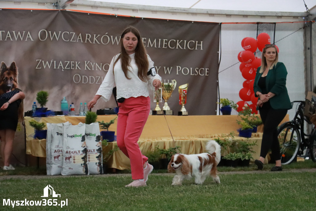 Fotorelacja - Wystawa Psów Rasowych GNIAZDÓW 2024r. NIEDZIELA III