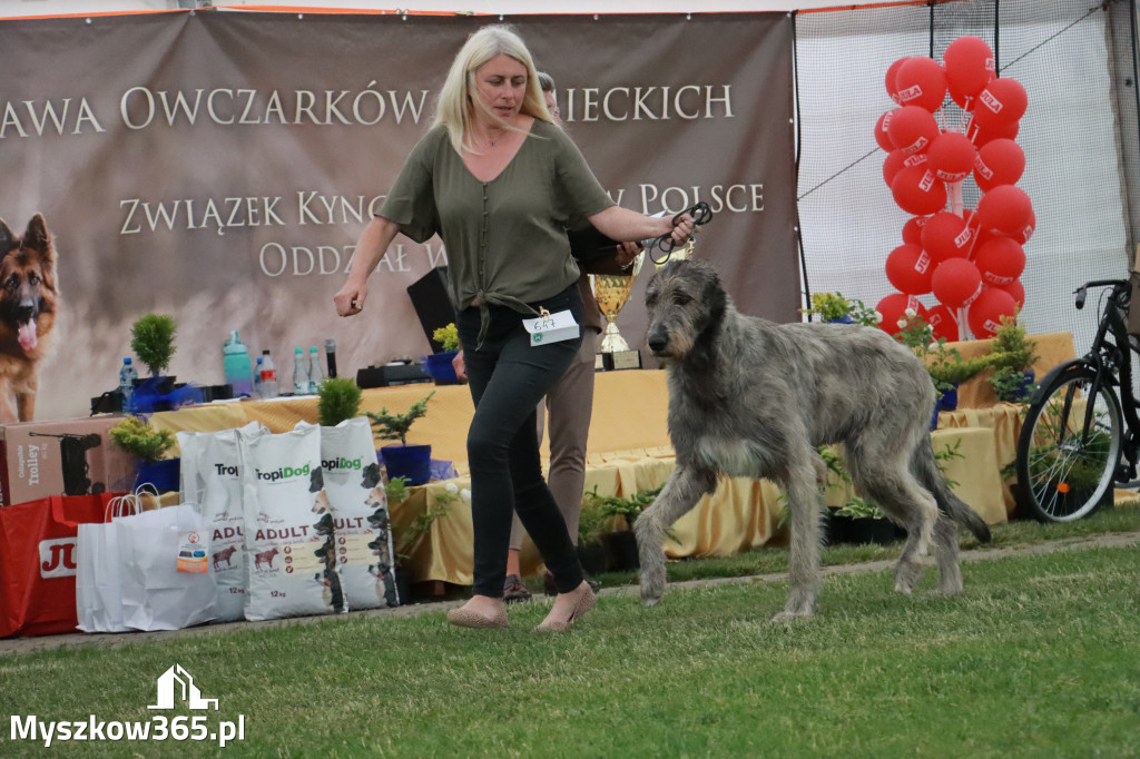 Fotorelacja - Wystawa Psów Rasowych GNIAZDÓW 2024r. NIEDZIELA III