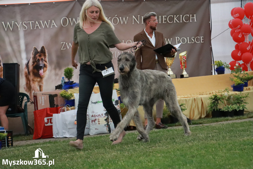 Fotorelacja - Wystawa Psów Rasowych GNIAZDÓW 2024r. NIEDZIELA III