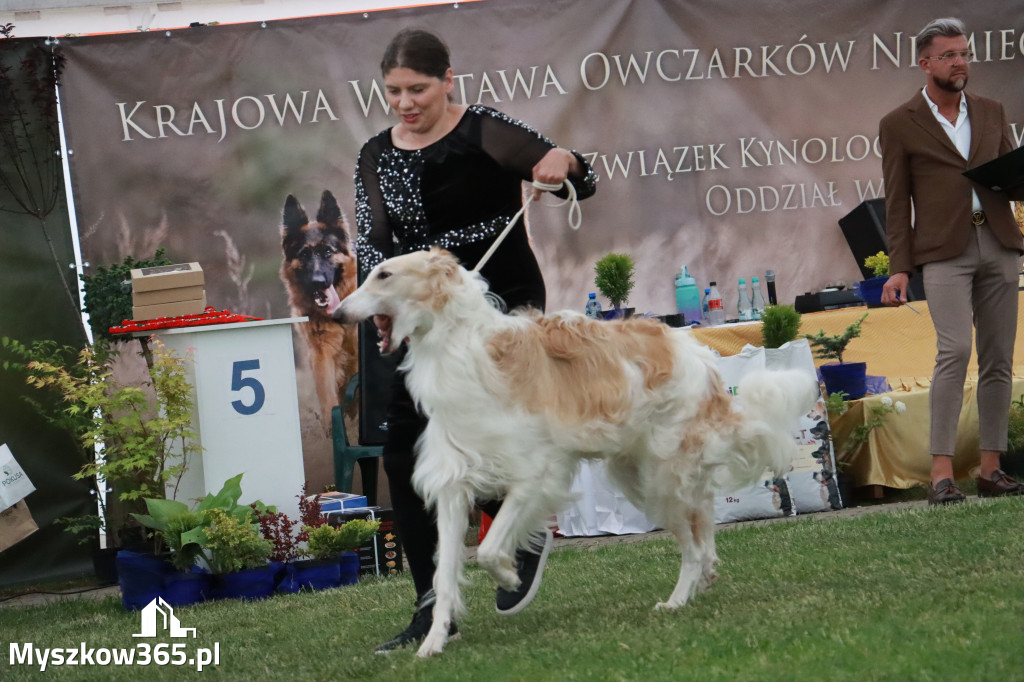 Fotorelacja - Wystawa Psów Rasowych GNIAZDÓW 2024r. NIEDZIELA III