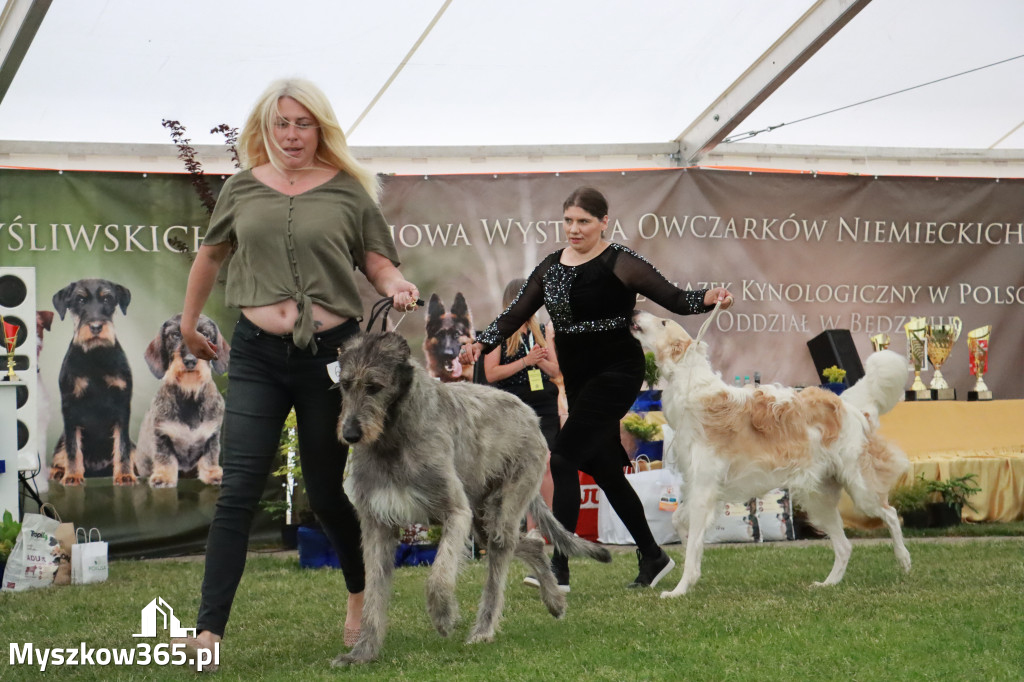 Fotorelacja - Wystawa Psów Rasowych GNIAZDÓW 2024r. NIEDZIELA III