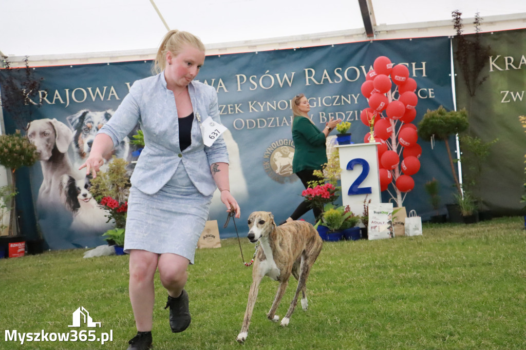 Fotorelacja - Wystawa Psów Rasowych GNIAZDÓW 2024r. NIEDZIELA III