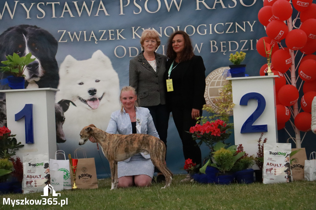 Fotorelacja - Wystawa Psów Rasowych GNIAZDÓW 2024r. NIEDZIELA III